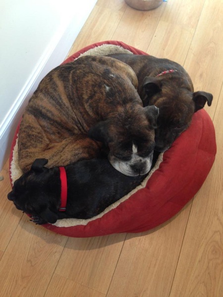 Do you need to be breed experienced to have a staffy ?