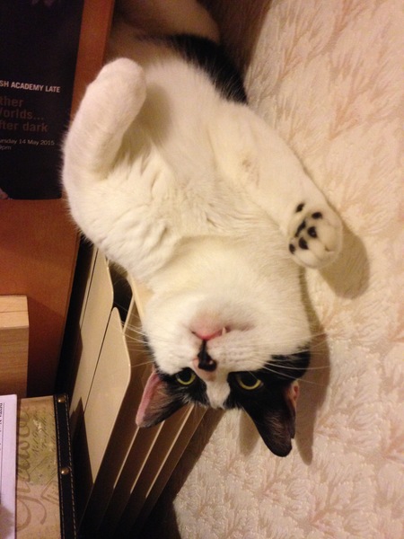 You Know You are a Cat Slave When...