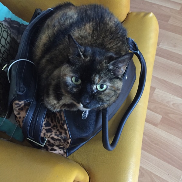 Is it true tortoiseshell cats can be mean