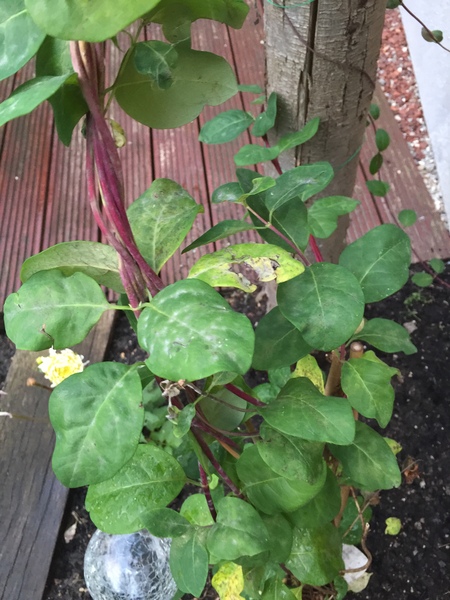 Honeysuckle