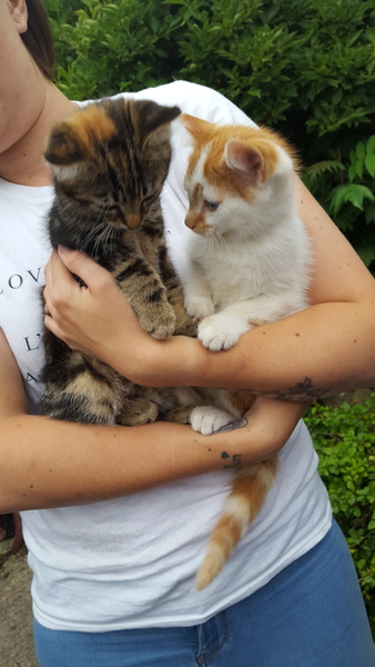 Is this everything I need for kittens?