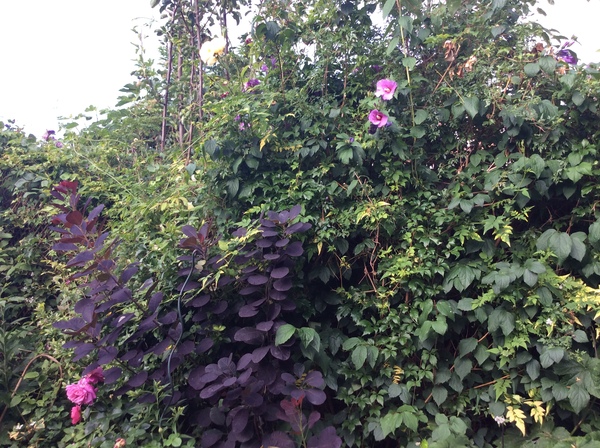 How to plan a flower bed?