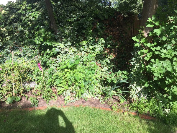 What would you plant here?
