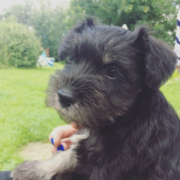 Healthy training treats for new puppy