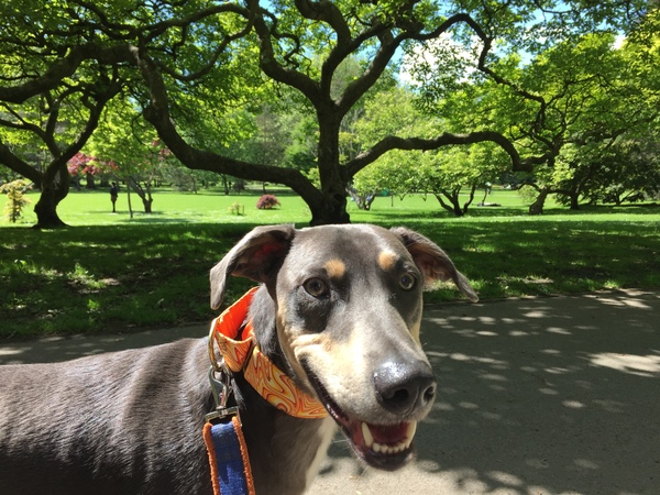 Share your dog's CV - chance to win £300! NOW CLOSED