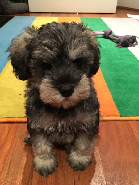 Puppy distracted by collar jangling - new collar or will she get used to it?