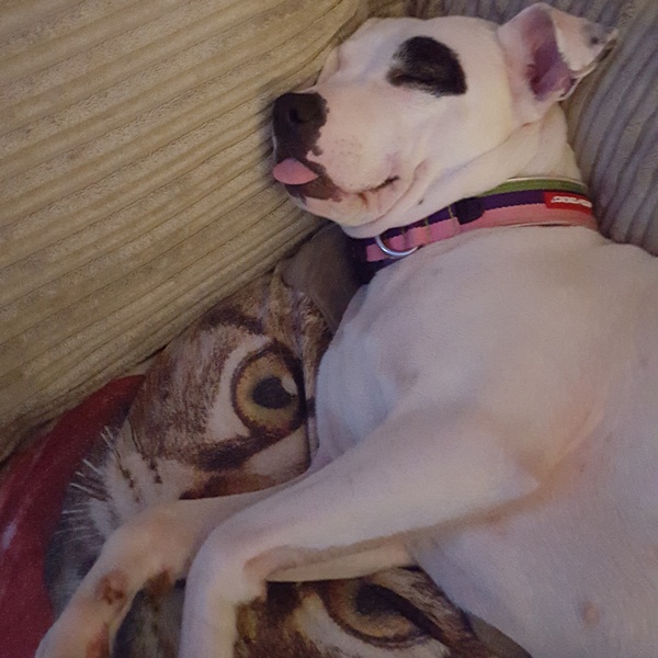 Do you need to be breed experienced to have a staffy ?