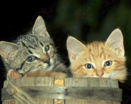 Swagger Inn thread 134 - the one where the wenches recover from too much FAFness from Musketeers