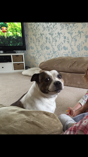 Do you need to be breed experienced to have a staffy ?