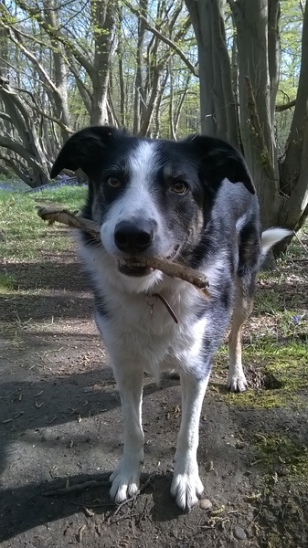 Share your dog's CV - chance to win £300! NOW CLOSED