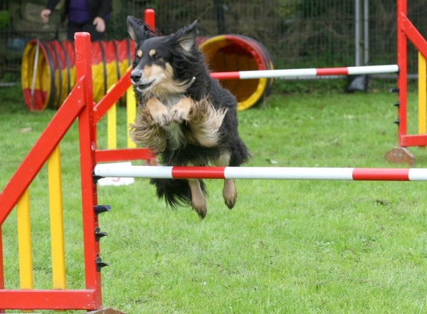 Bath Cats & Dogs Home's 2016 Fun Day!