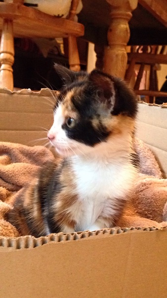 New kitten - anything else I need?