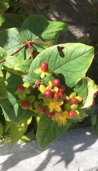 Can anyone tell me what this plant is called?