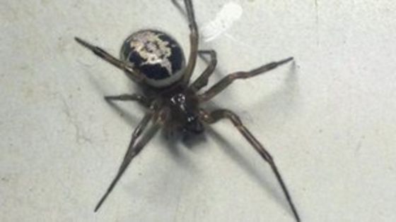 To think this is a false widow spider?