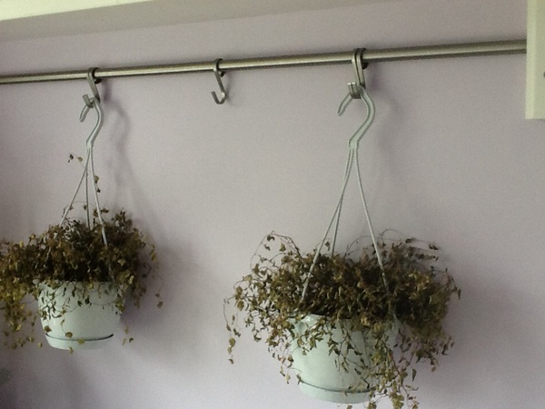 Indoor hanging baskets