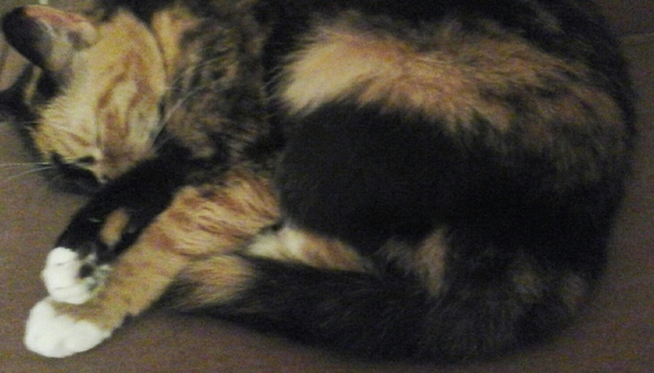 Is it true tortoiseshell cats can be mean