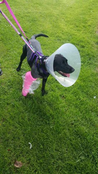 Brave Babes Battle Bus - Holding our heads up like thistles