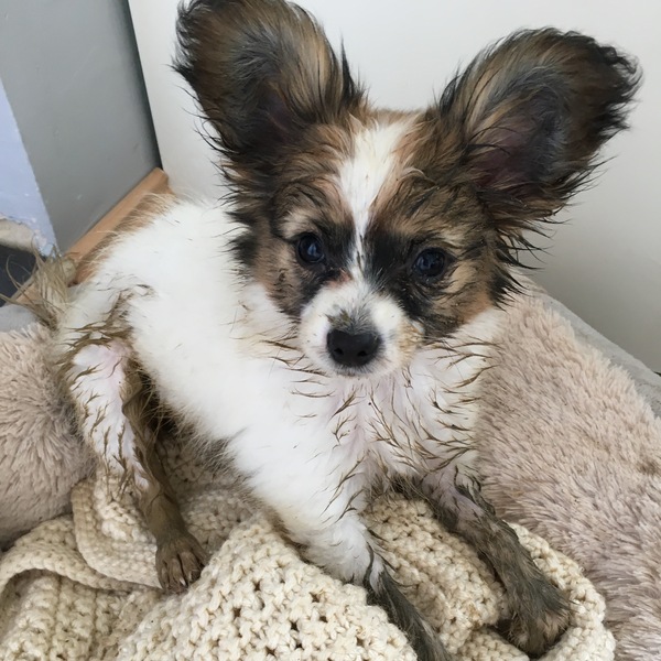 Anyone fancy a new puppy-support thread?