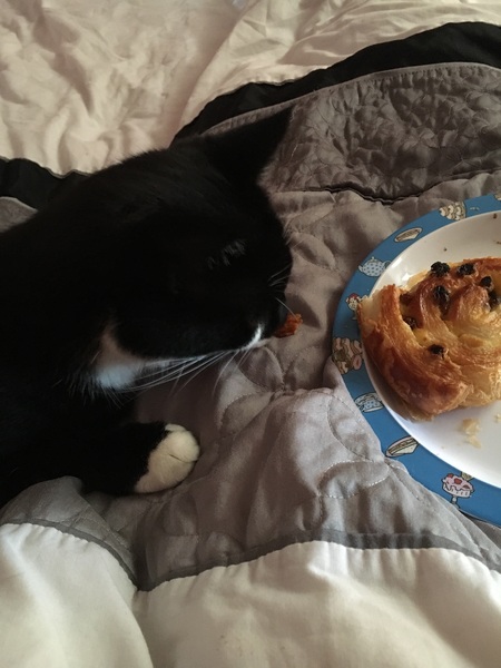 Anyone regretted having a cat?