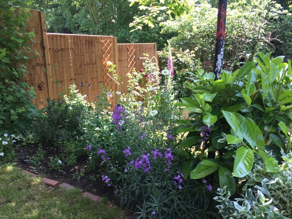 Pretty plant for a very shady bed