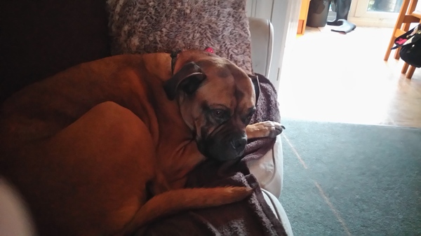 Share your dog's CV - chance to win £300! NOW CLOSED