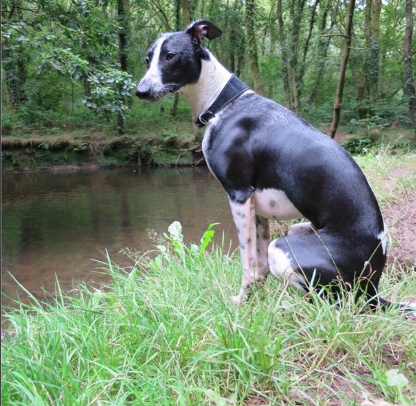 Share your dog's CV - chance to win £300! NOW CLOSED