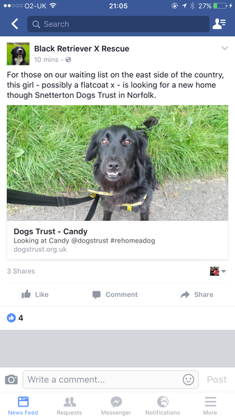 We'd like a dog. Where do we start?
