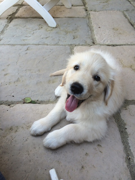 New pup!