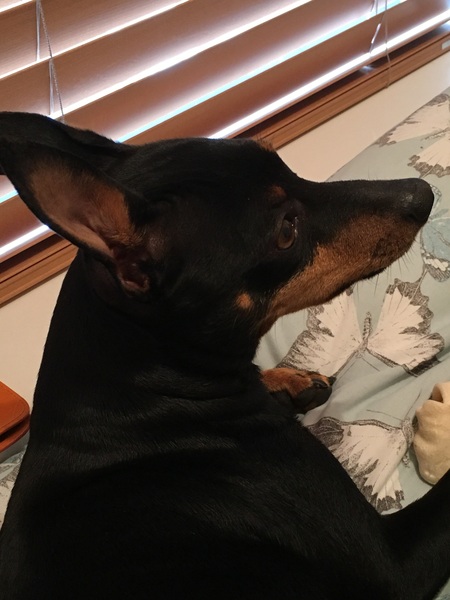 Share your dog's CV - chance to win £300! NOW CLOSED