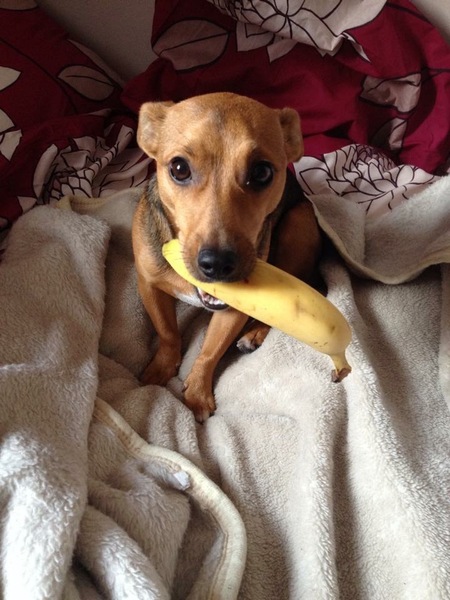 Share your dog's CV - chance to win £300! NOW CLOSED
