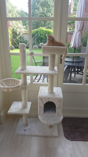 Is this everything I need for kittens?