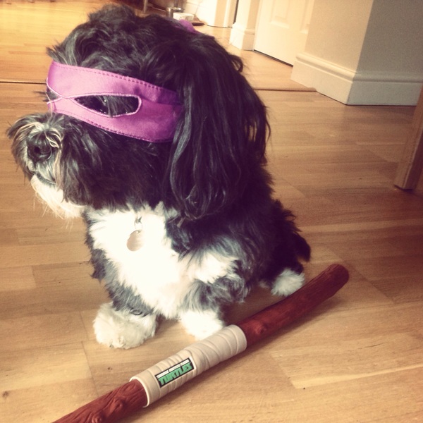 Share your dog's CV - chance to win £300! NOW CLOSED