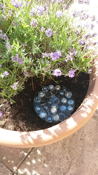 I've made a water dish for the bees.