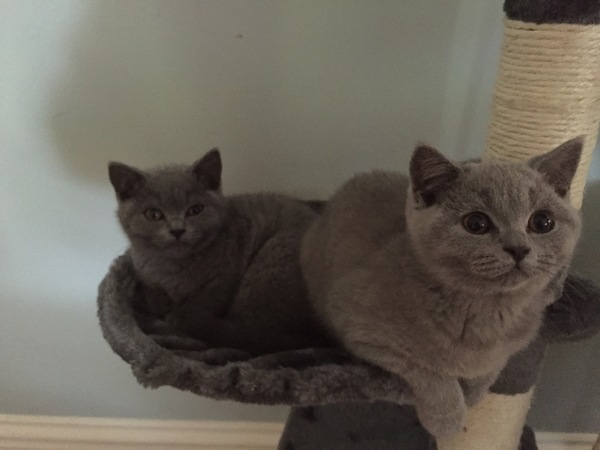 2 kittens