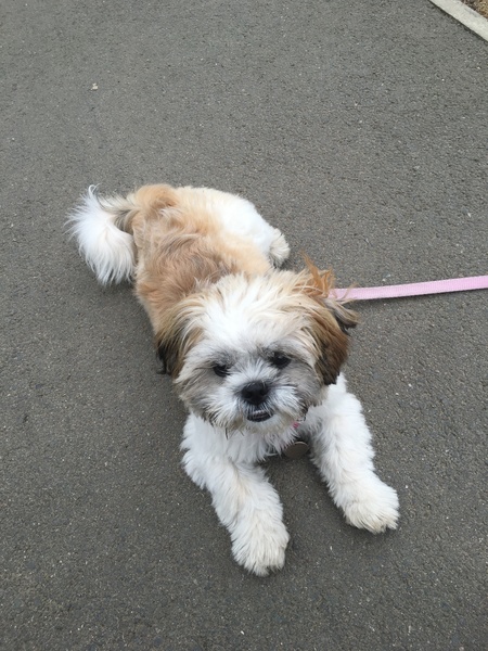 Brave Babes Battle Bus - Holding our heads up like thistles