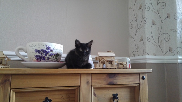 12 weeks old kitten only picking at food