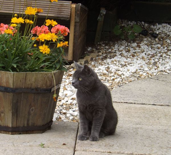 Help please poorly kitten
