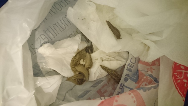 Slugs in my kitchen at night!