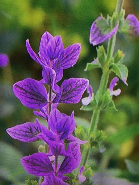 Trying to identify a plant shown in Gardeners' World - help!