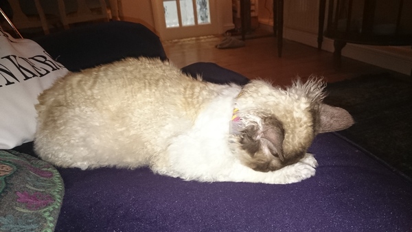 Hypoallergenic cat?