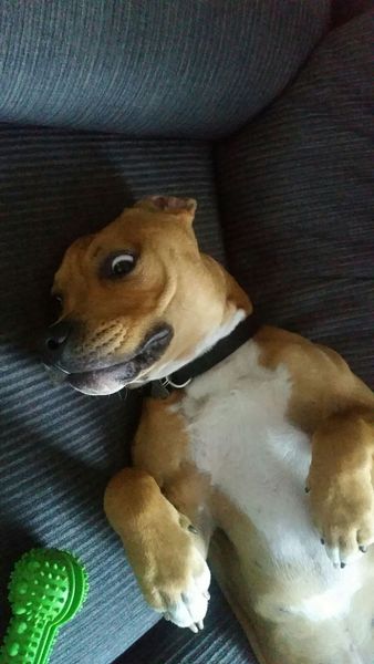 Share your dog's CV - chance to win £300! NOW CLOSED