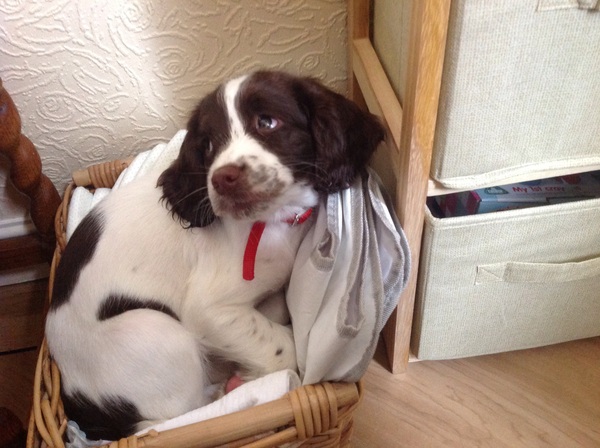 What did you do with your pup on the first night?
