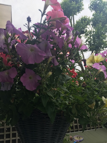 Hanging basket revival!