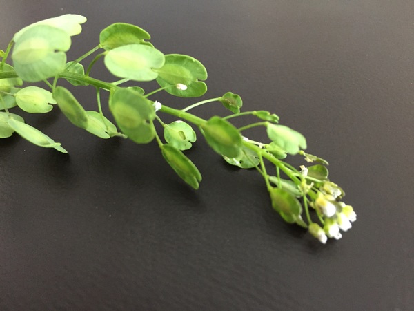 Can you identify this?