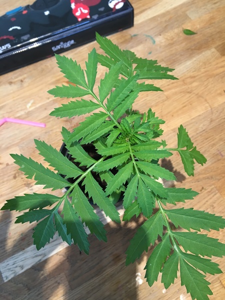 My mystery plant is identified