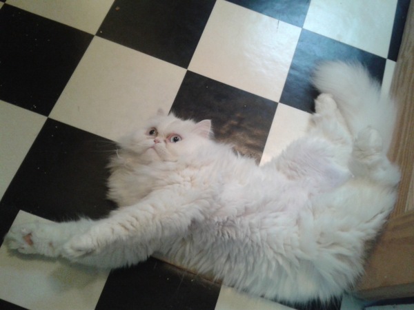 persian rescue centre