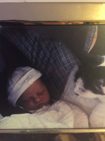 cats and new baby