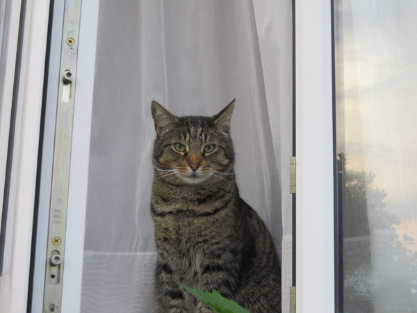 Celebrate the new Kevin Spacey film Nine Lives with tales of how your pet has a human trapped inside - £300 voucher to be won! NOW CLOSED