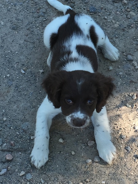 Anyone fancy a new puppy-support thread?