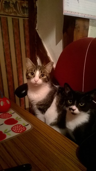 Kitten teaching older Cat new tricks?